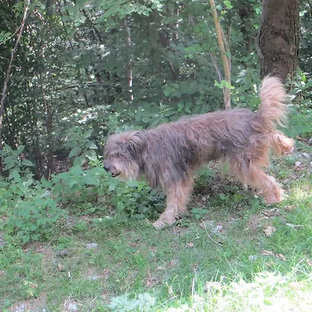 住宿加早餐酒店 Bondella