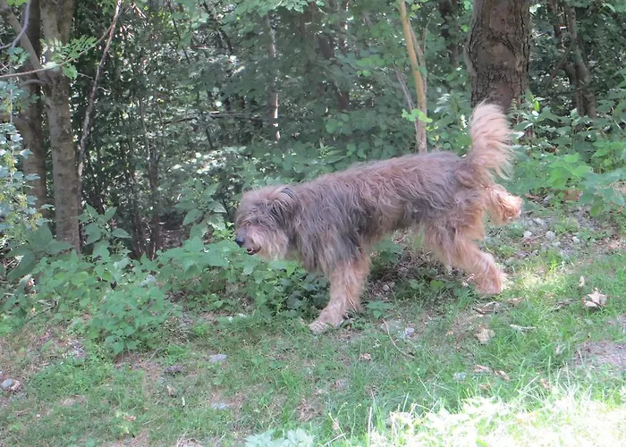 住宿加早餐酒店 Bondella