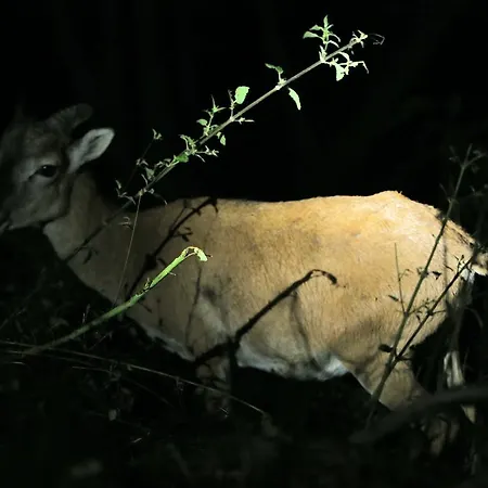 Bondella Frühstückspension *