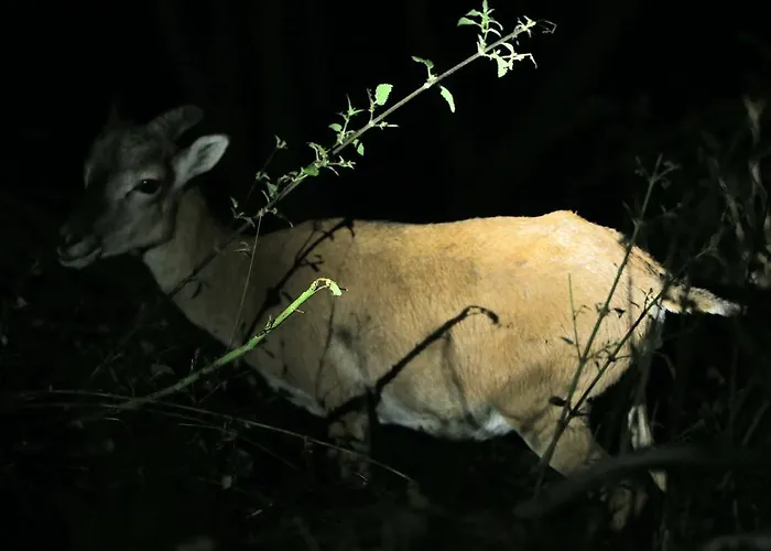 Bondella Bed and Breakfast *